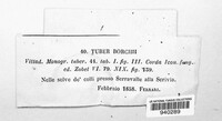 Image of Tuber borchii